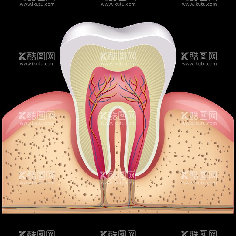 编号：42386410170125525184【酷图网】源文件下载-牙齿的构造