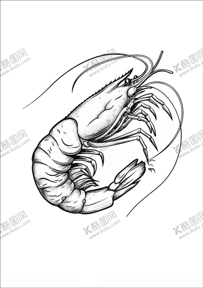 编号：79312702121954114804【酷图网】源文件下载-虾插画