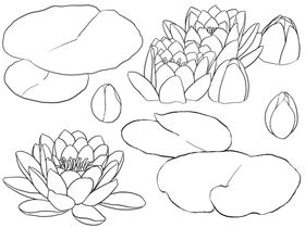 花卉素描