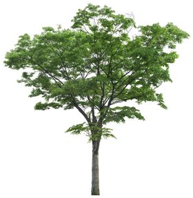 园林植物