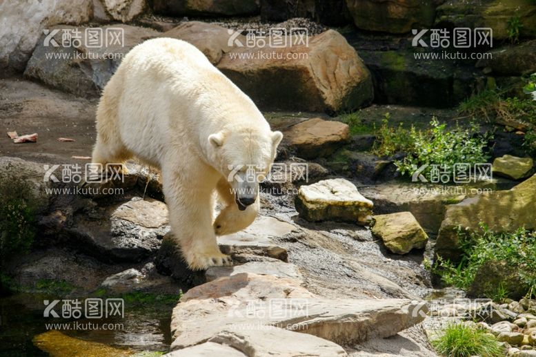 编号：93349712100233175703【酷图网】源文件下载-北极熊