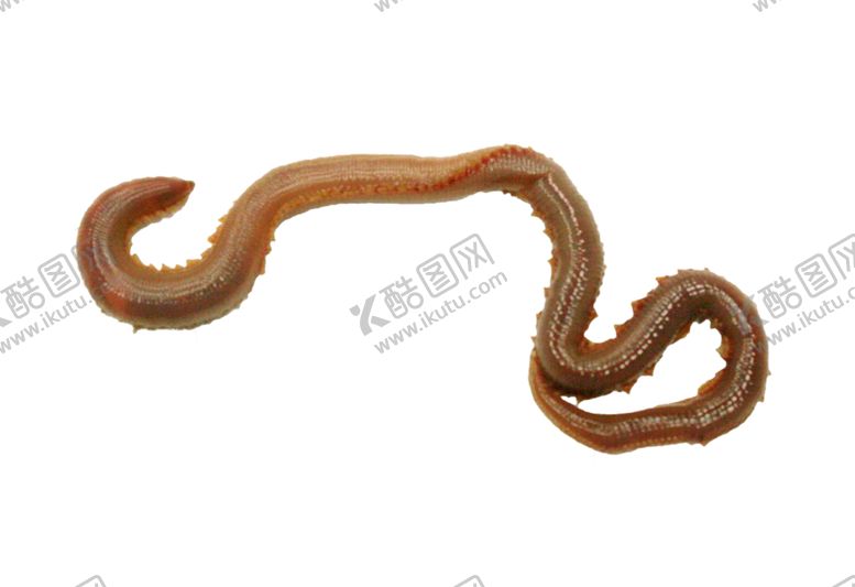 编号：38995809140946464136【酷图网】源文件下载-爬行蚯蚓