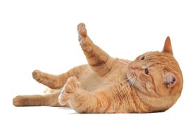 猫宠物猫宠物小猫猫咪