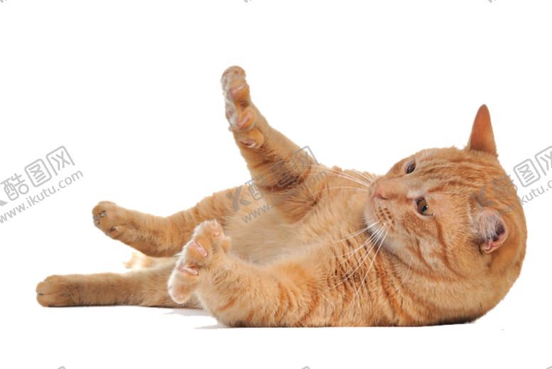 编号：23226006272025137860【酷图网】源文件下载-猫宠物猫宠物小猫猫咪