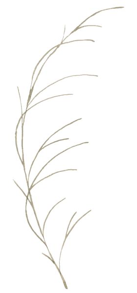 手绘植物花卉