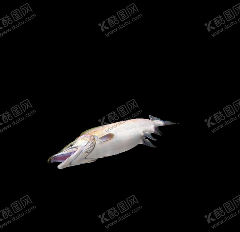 编号：19113306271942412395【酷图网】源文件下载-海洋生物