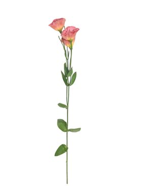 单只花退底鲜花花枝花朵
