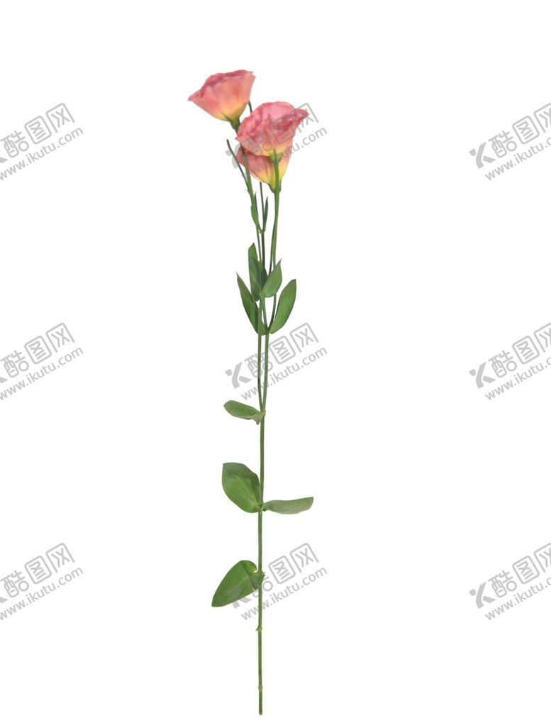 编号：25645509172045315298【酷图网】源文件下载-单只花退底鲜花花枝花朵