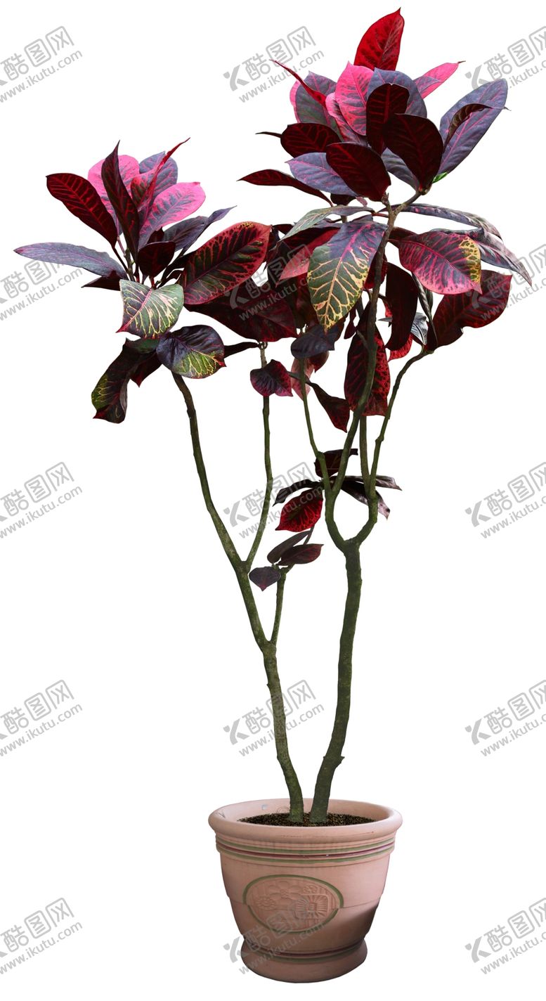 编号：95280809132135453807【酷图网】源文件下载-园林植物