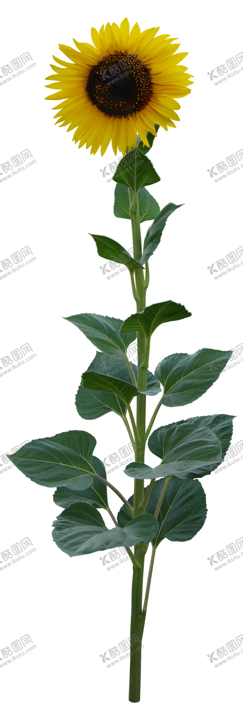 编号：71352906261339307139【酷图网】源文件下载-免扣向日葵素材
