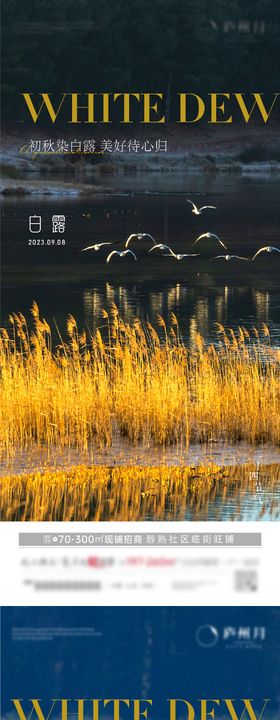 白露节气海报二十四芦苇插画
