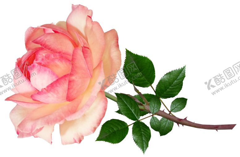 编号：74277509161315205601【酷图网】源文件下载-玫瑰花