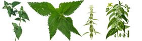 荨麻png免扣高清素材