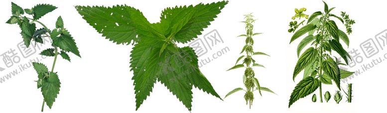 编号：90858006252333318121【酷图网】源文件下载-荨麻png免扣高清素材