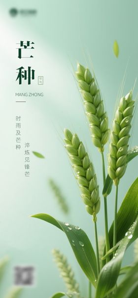 手绘风芒种主题海报