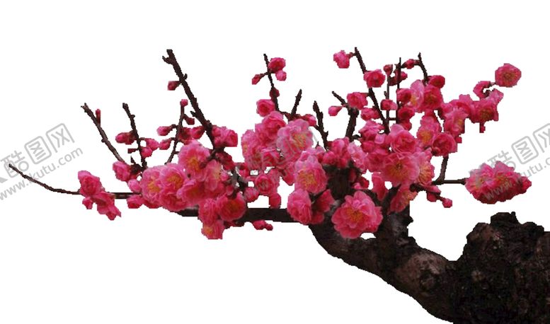 编号：15938209170751484137【酷图网】源文件下载-花卉  