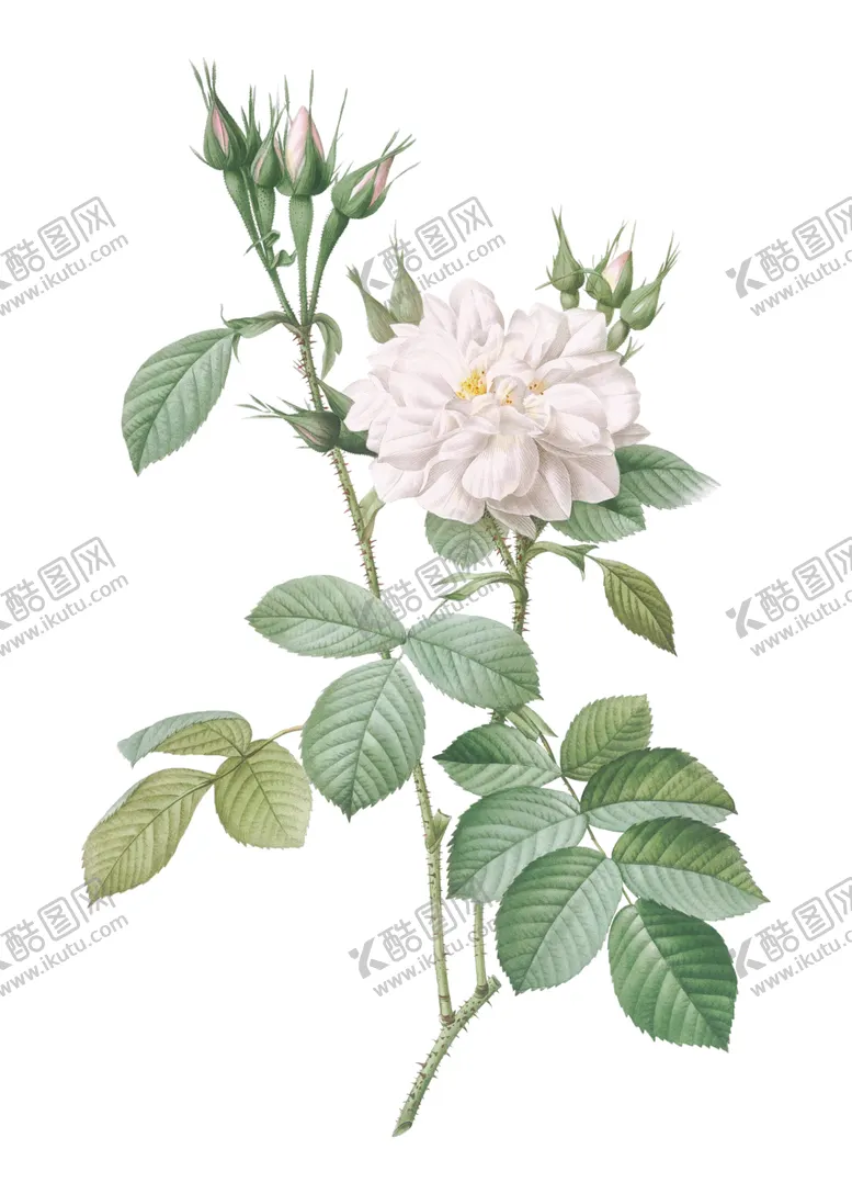 编号：63805701291108113158【酷图网】源文件下载- 野生玫瑰花 