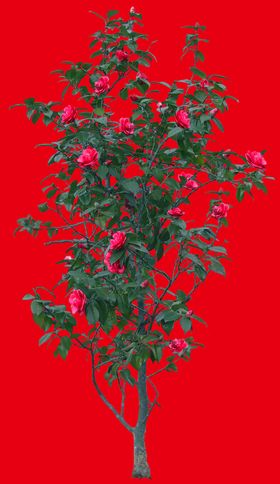 分层花
