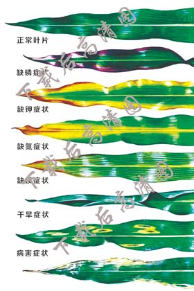 玉米叶子