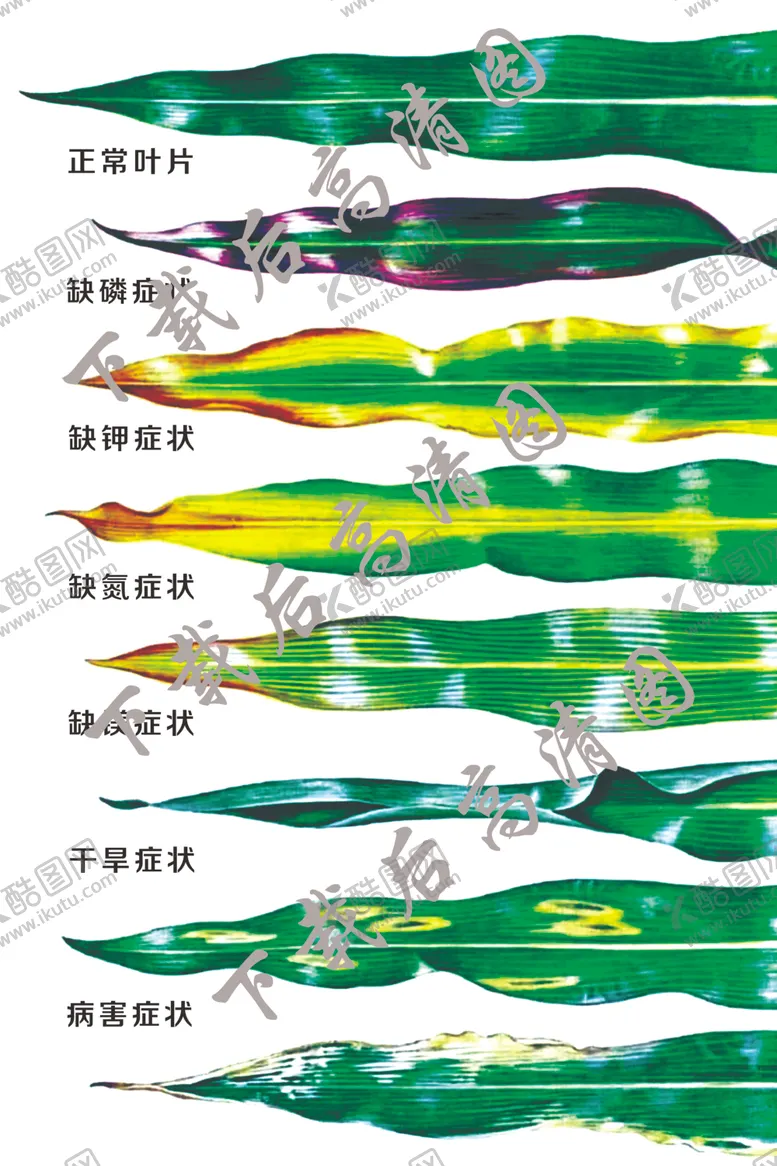 编号：50224806302336019942【酷图网】源文件下载-玉米叶子病态