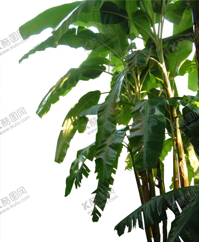 编号：16719409111147367541【酷图网】源文件下载-芭蕉前景树