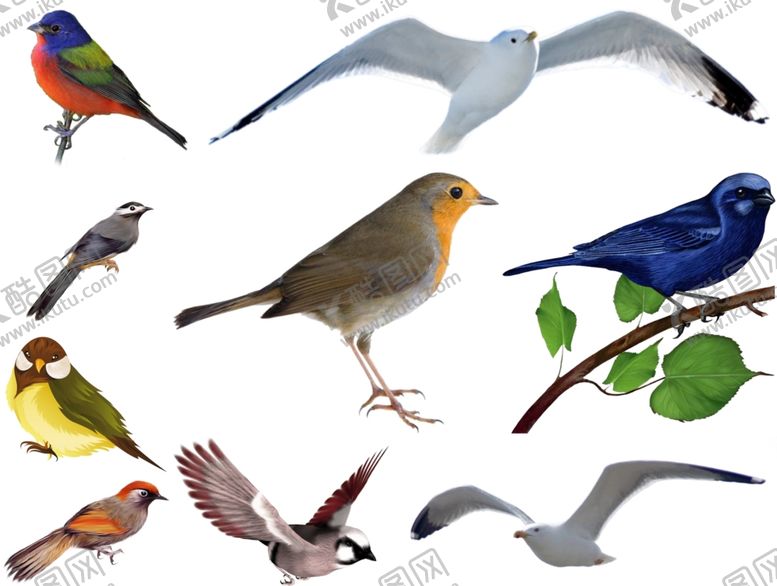 编号：55651910020346575650【酷图网】源文件下载-鸟png免扣高清素材