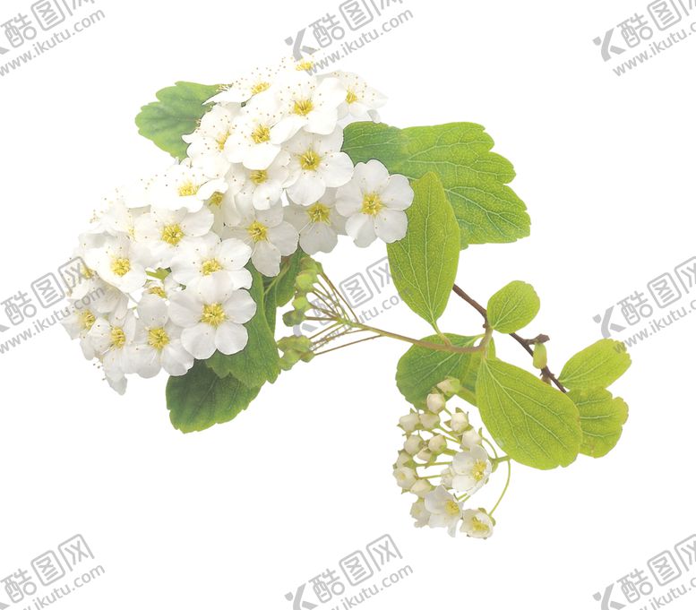 编号：02831709252105309042【酷图网】源文件下载-白色花朵