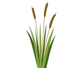 卡通植物