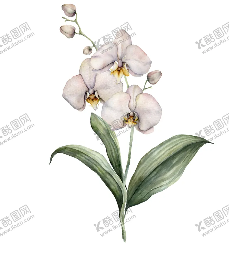 编号：81152707021116501415【酷图网】源文件下载-植物花朵装饰图案