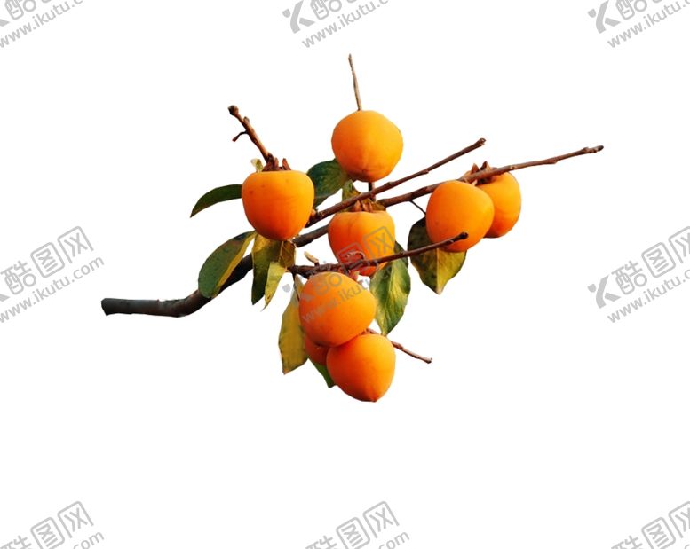 编号：73156811010407555579【酷图网】源文件下载-柿子