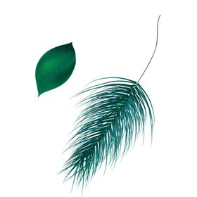 羽毛