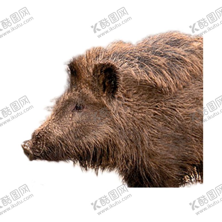 编号：99391510110829466147【酷图网】源文件下载-野猪