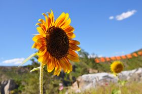 向日葵  太阳花 秋季