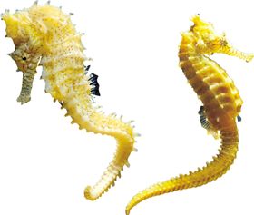 海马图案花型海洋生物