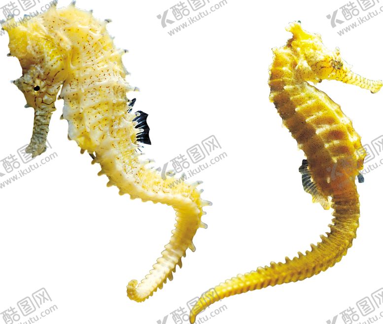 编号：38117305150952565125【酷图网】源文件下载-海洋生物海马