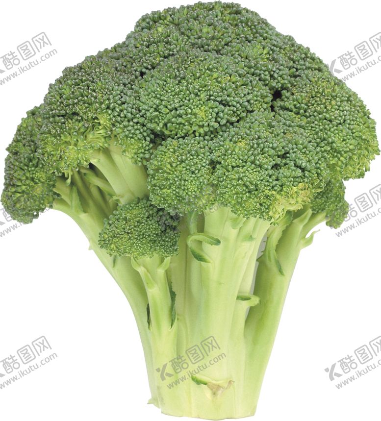 编号：94524704252101258010【酷图网】源文件下载-西兰花