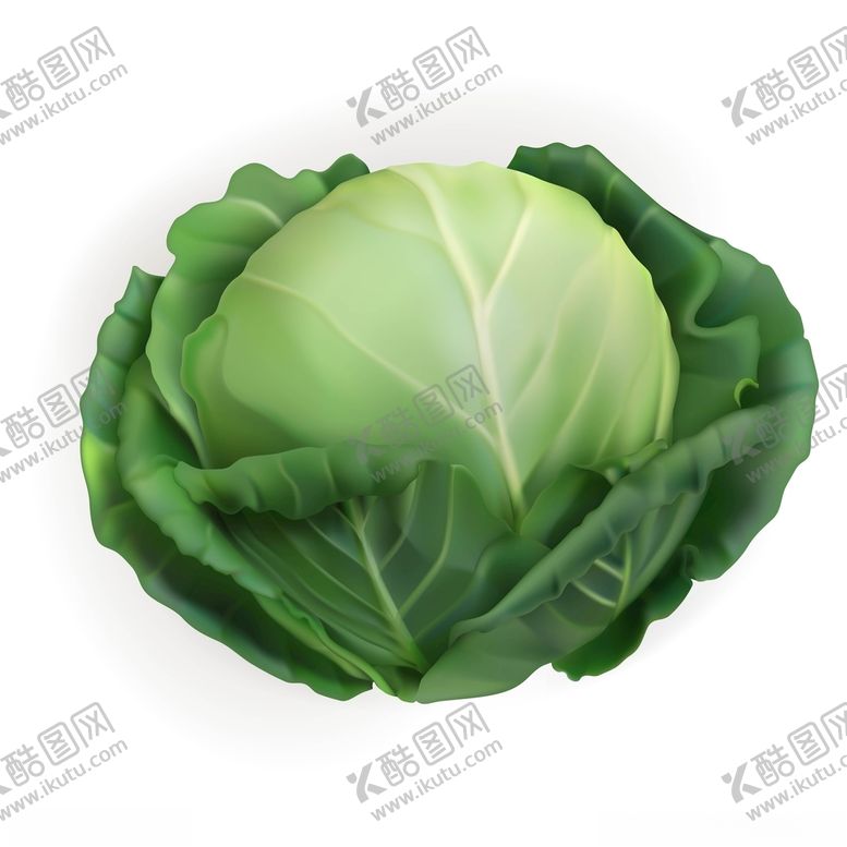 编号：72153303230736408743【酷图网】源文件下载-蔬菜包菜
