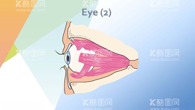 编号：87809412151809406787【酷图网】源文件下载-眼睛