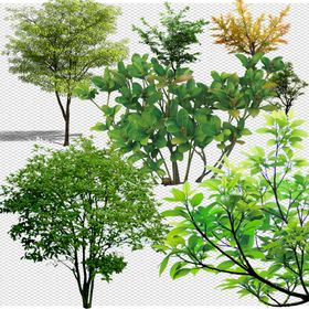 透明底植物