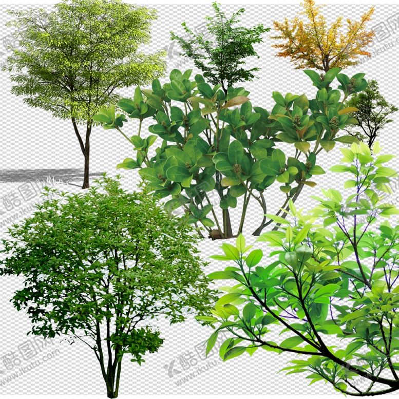 编号：41371709231118385445【酷图网】源文件下载-透明底植物