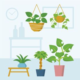 盆栽插画绿色植物插图花卉花草