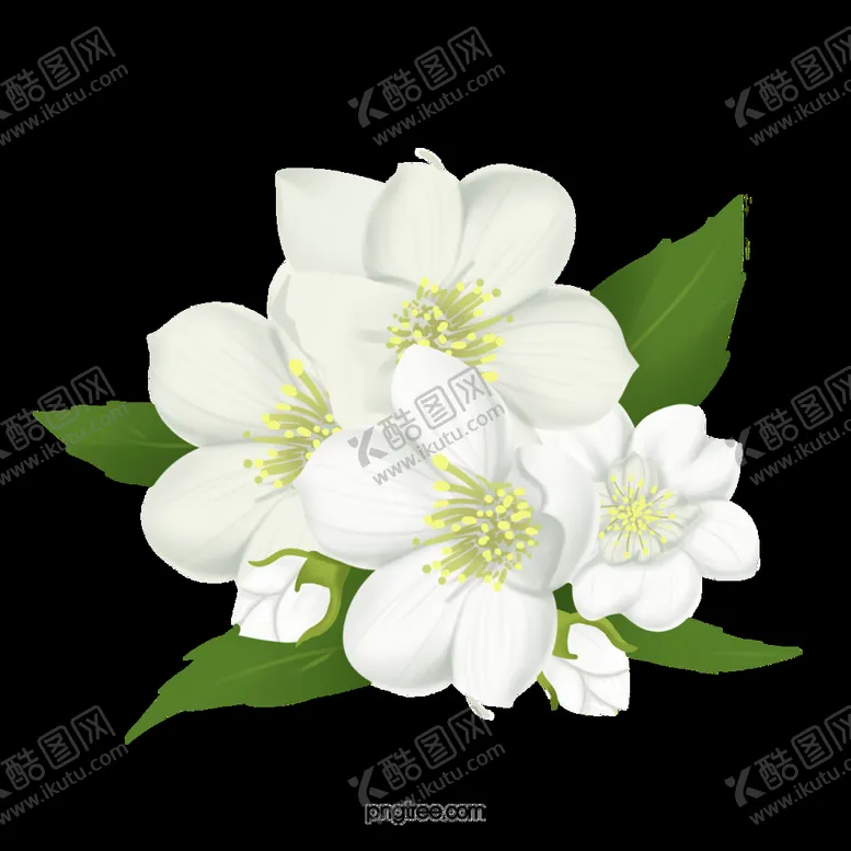 编号：08124609281738485127【酷图网】源文件下载-茉莉花 透明格式素材