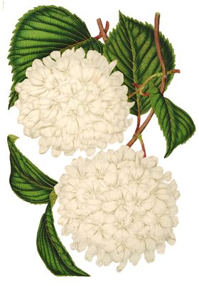 复古花朵植物图案