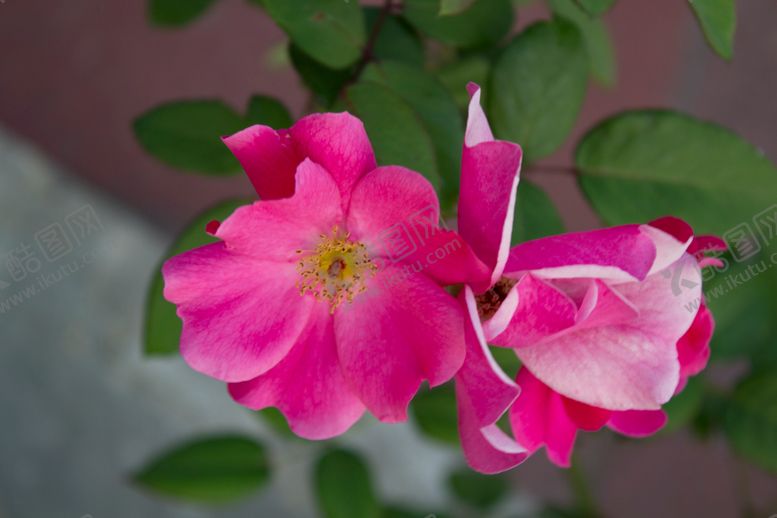 编号：33732010110758219426【酷图网】源文件下载-单瓣月季