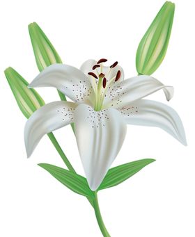 百合