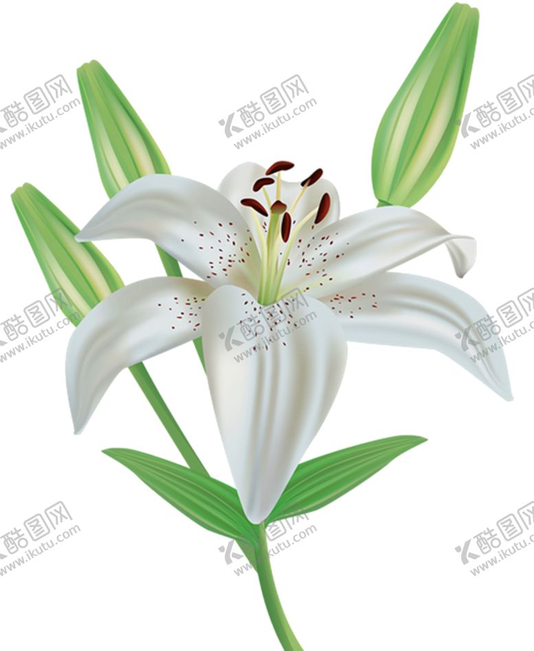 编号：61633510211459266887【酷图网】源文件下载-百合