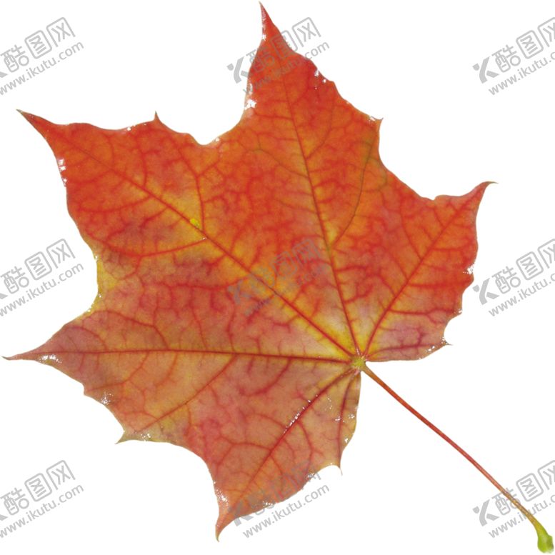 编号：50087409190706164296【酷图网】源文件下载-金黄色树叶