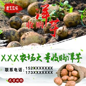 洋芋收购