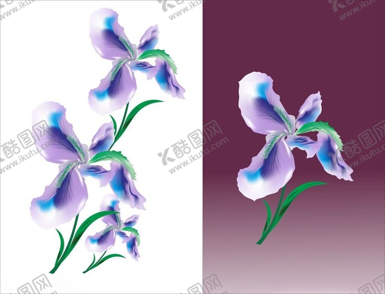 编号：44981501280638457507【酷图网】源文件下载-鸾尾花