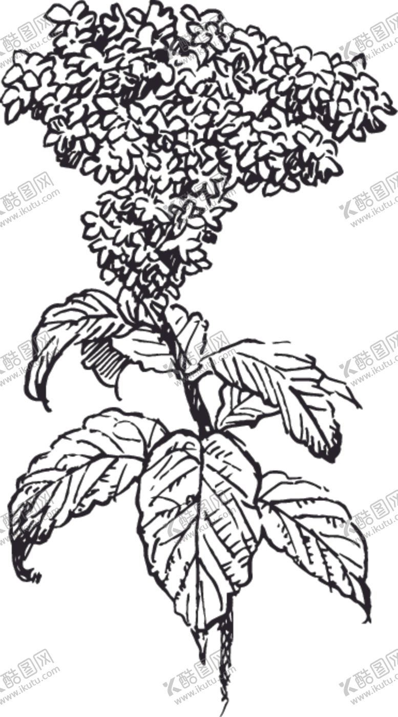 编号：54563609281328333098【酷图网】源文件下载-素描鲜花